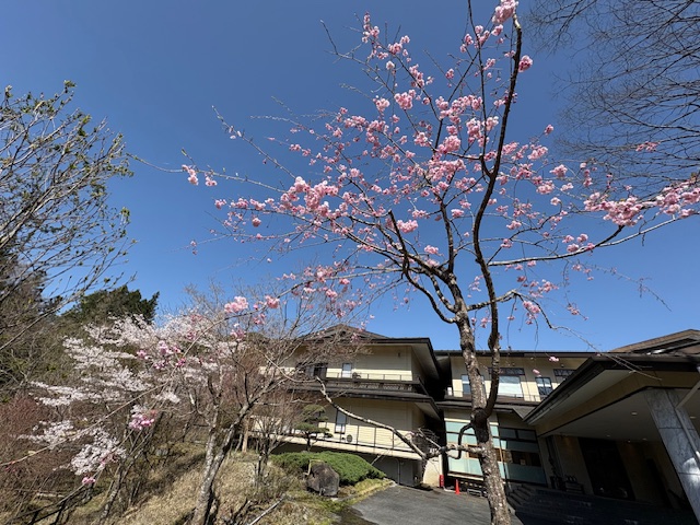 桜満開